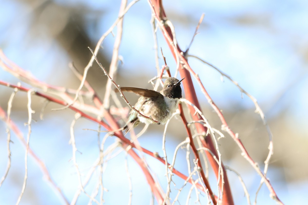 Black-chinned Hummingbird - Megan Martin