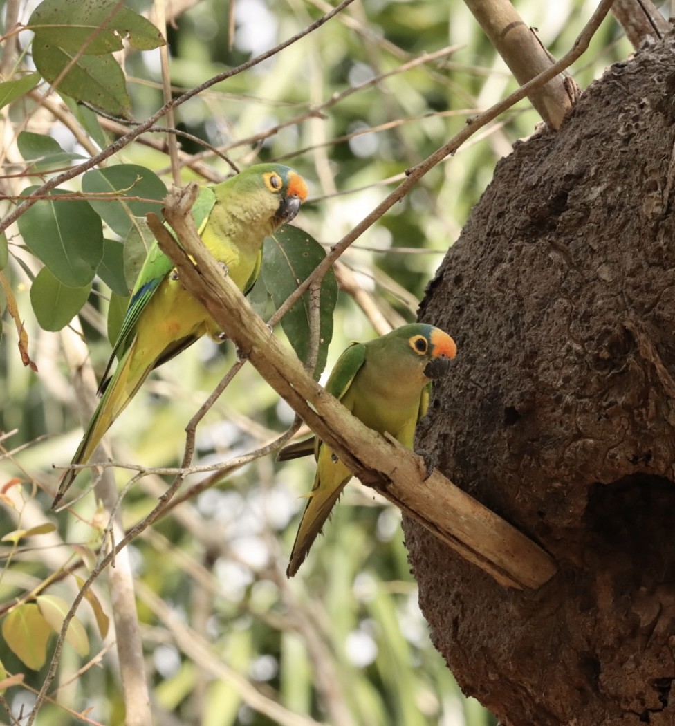 Peach-fronted Parakeet - Janaina Souza