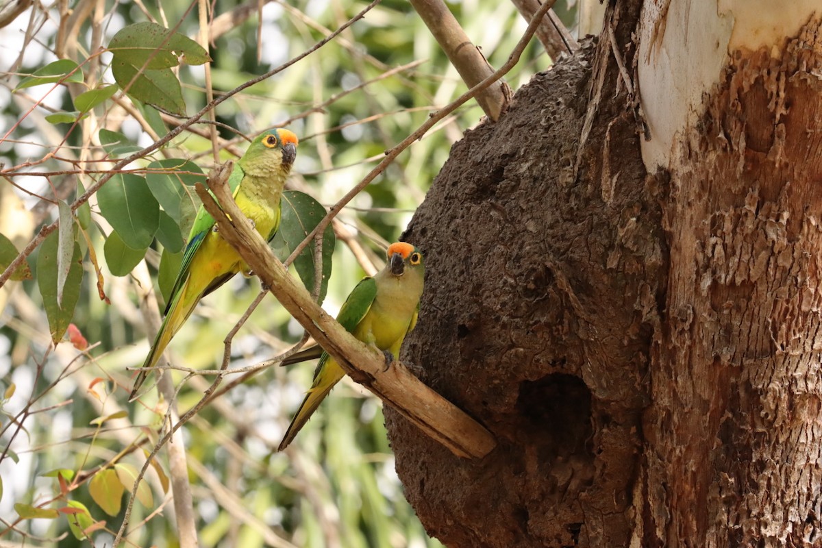 Peach-fronted Parakeet - Janaina Souza