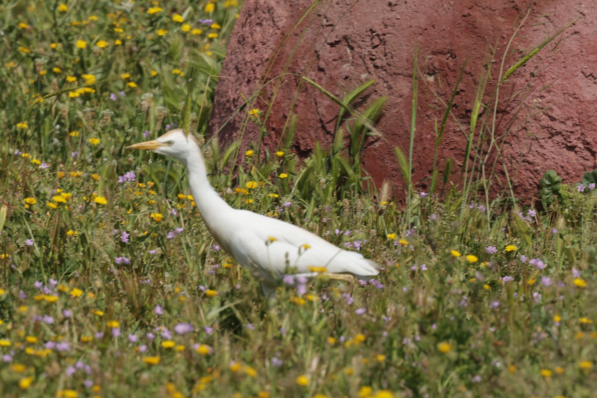 Western Cattle Egret - Shmuel Bernstein