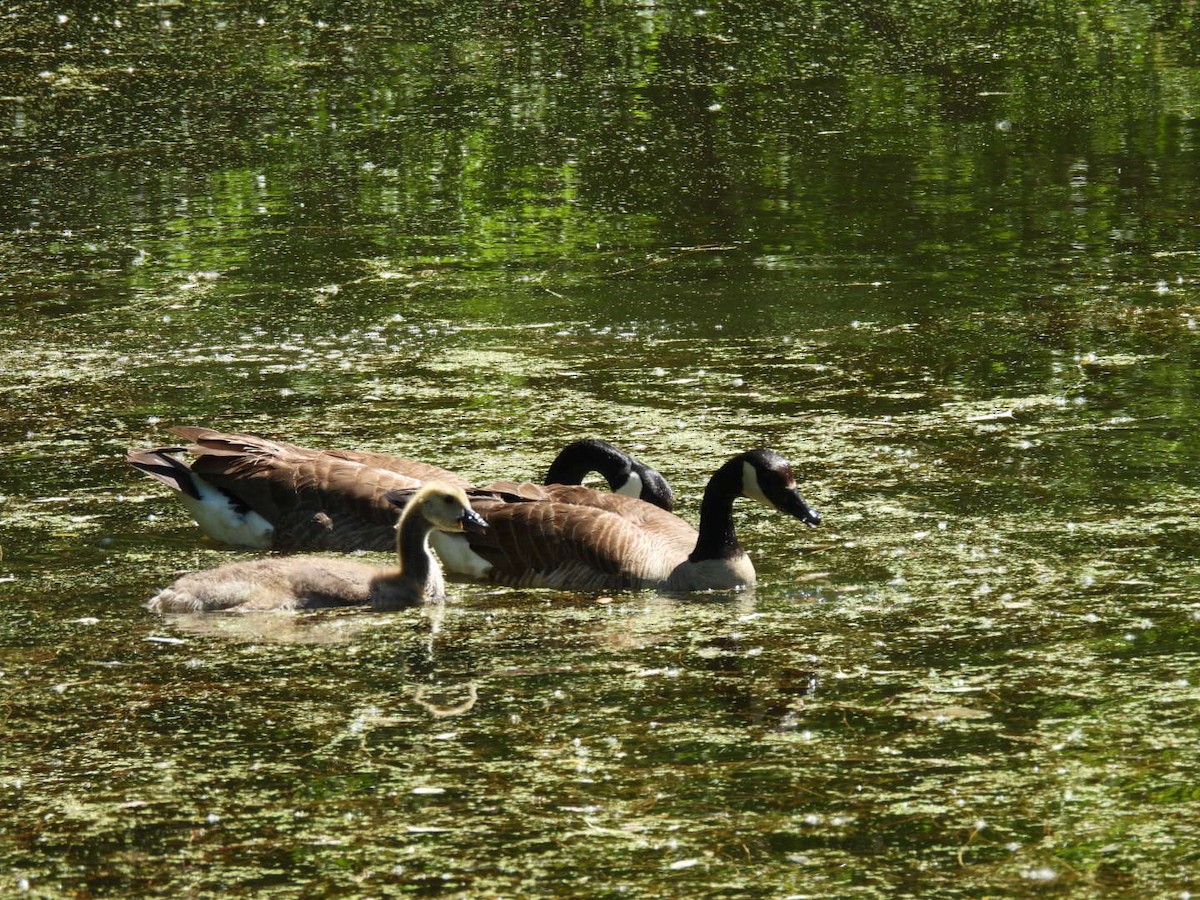 Canada Goose - hailey everhart