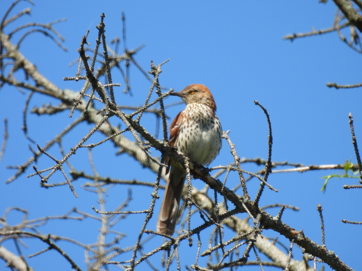 Brown Thrasher - hailey everhart