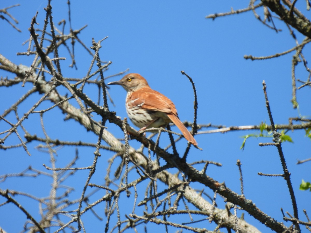 Brown Thrasher - Hailey Everhart