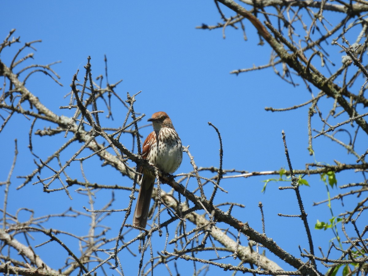 Brown Thrasher - hailey everhart