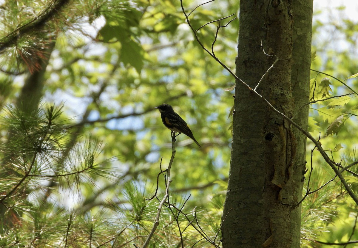 Yellow-rumped Warbler - Jennifer MacAulay