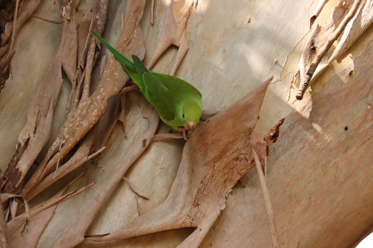 Yellow-chevroned Parakeet - Janaina Souza