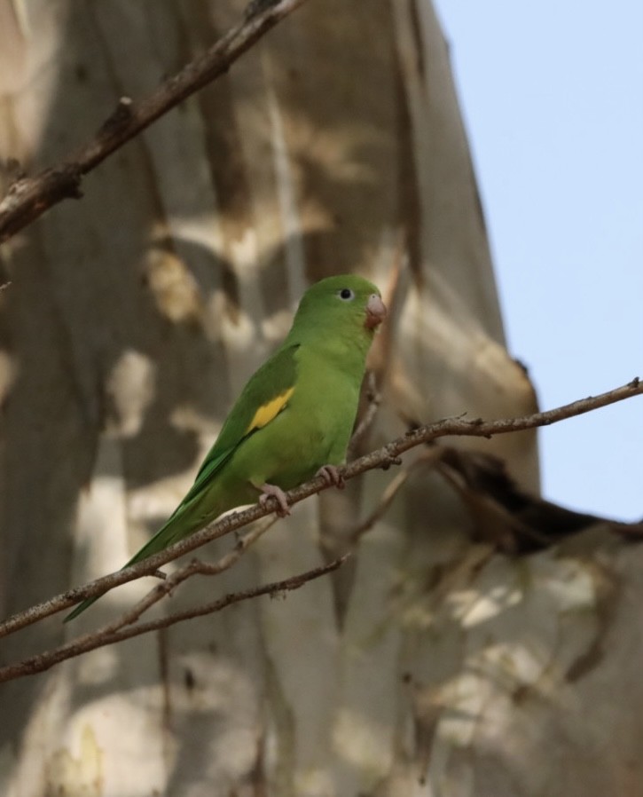 Yellow-chevroned Parakeet - Janaina Souza