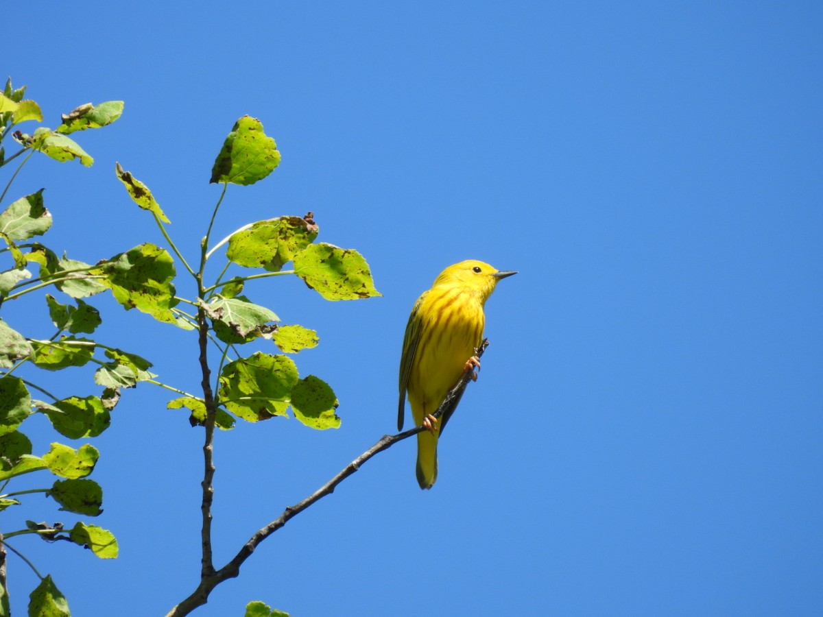 Yellow Warbler - hailey everhart