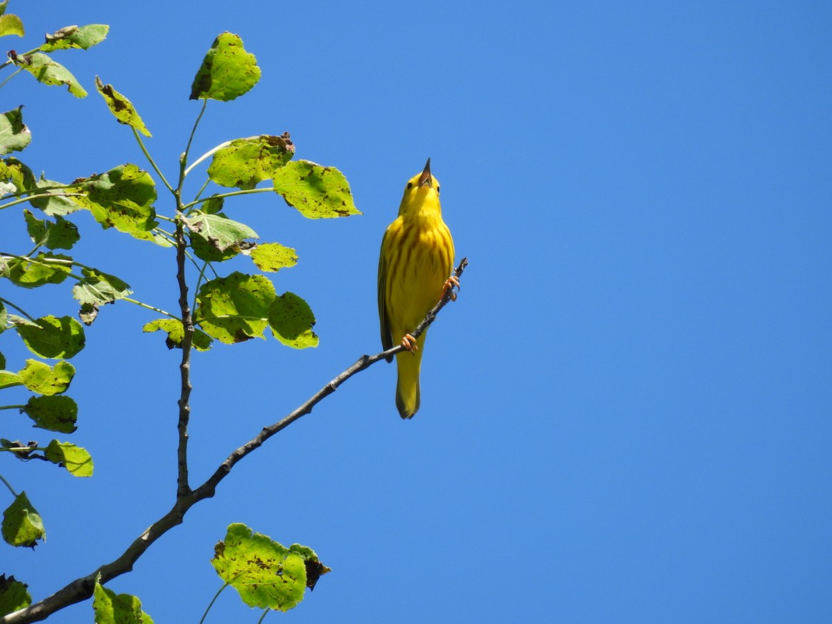 Yellow Warbler - Hailey Everhart