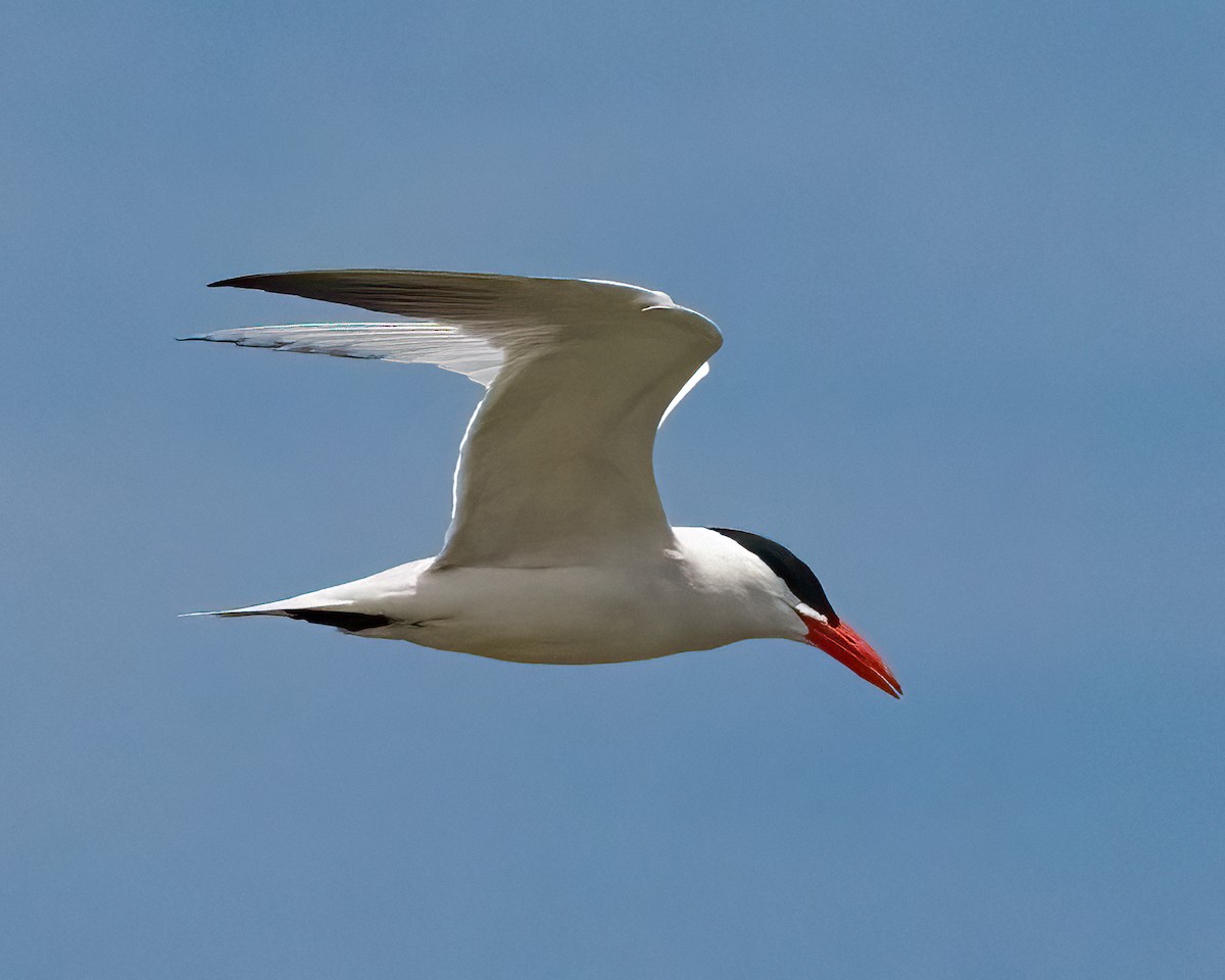 Caspian Tern - Mark Singer