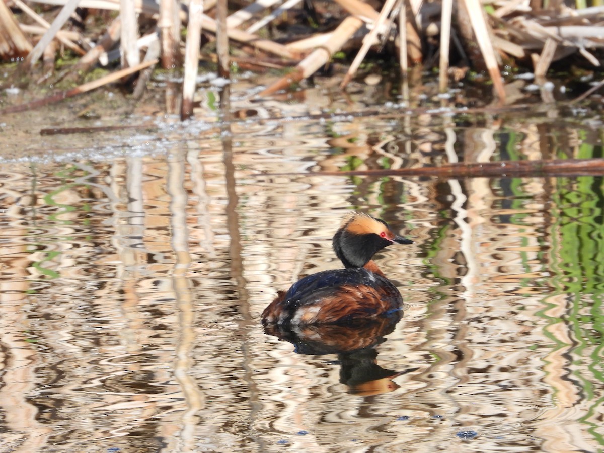 Horned Grebe - ML619570042