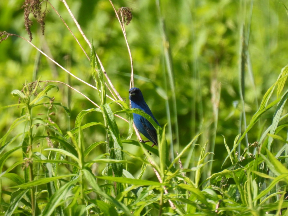 Indigo Bunting - Perry Yingling