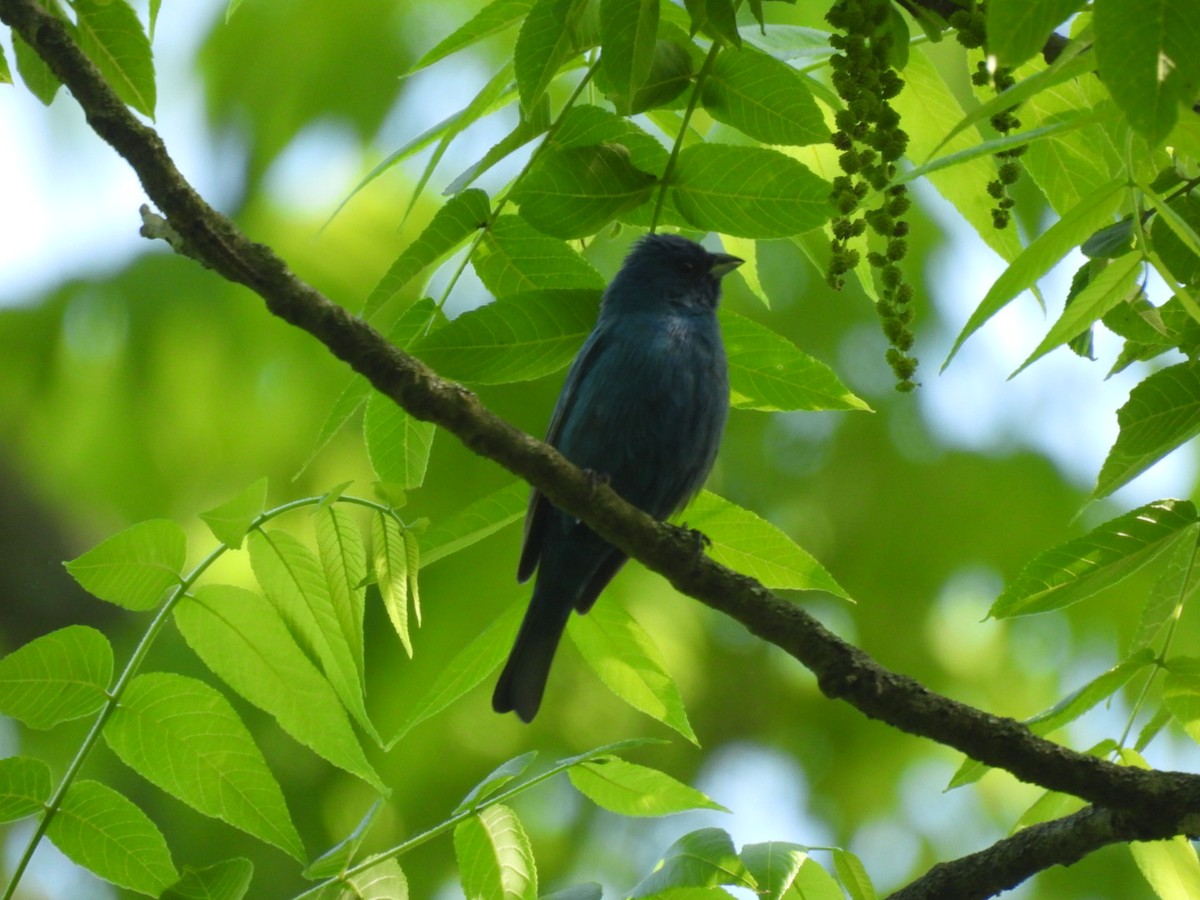 Indigo Bunting - Perry Yingling