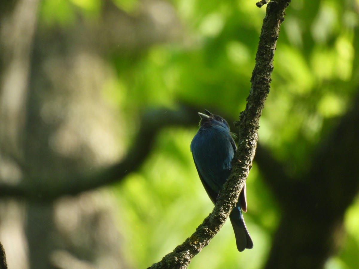 Indigo Bunting - Perry Yingling