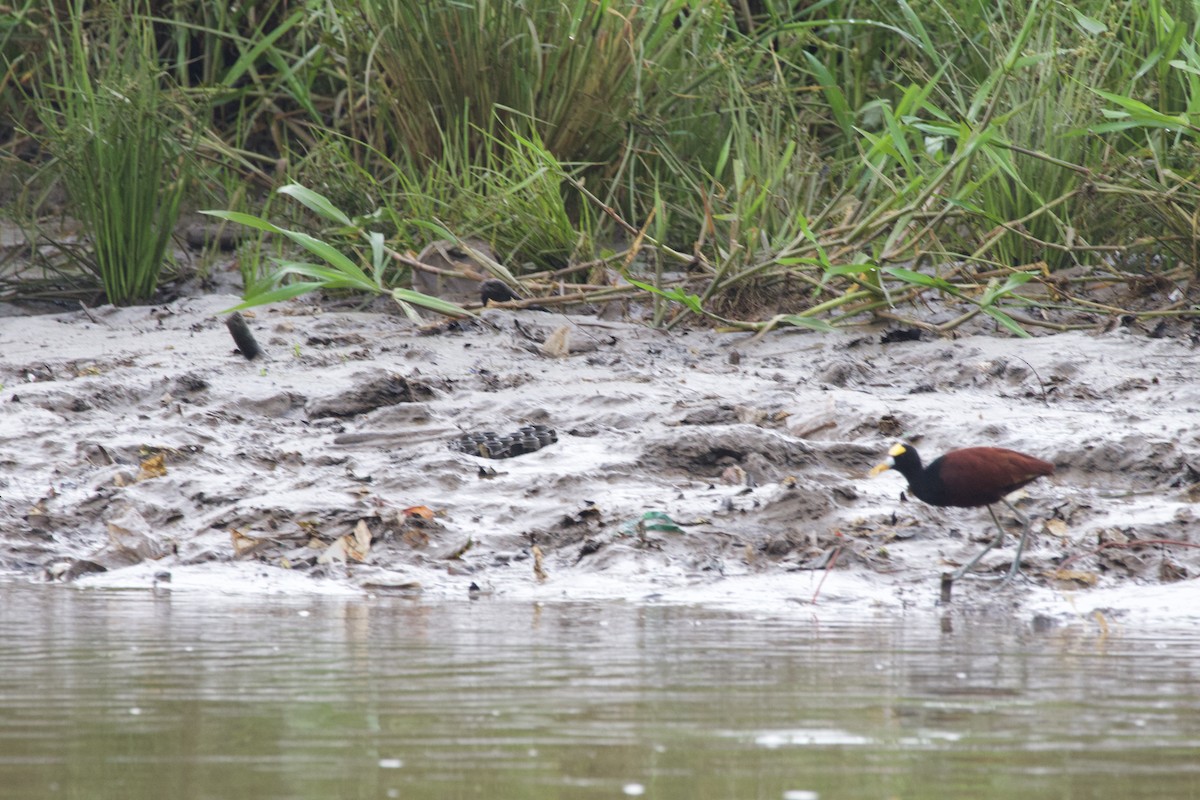 Northern Jacana - allie bluestein