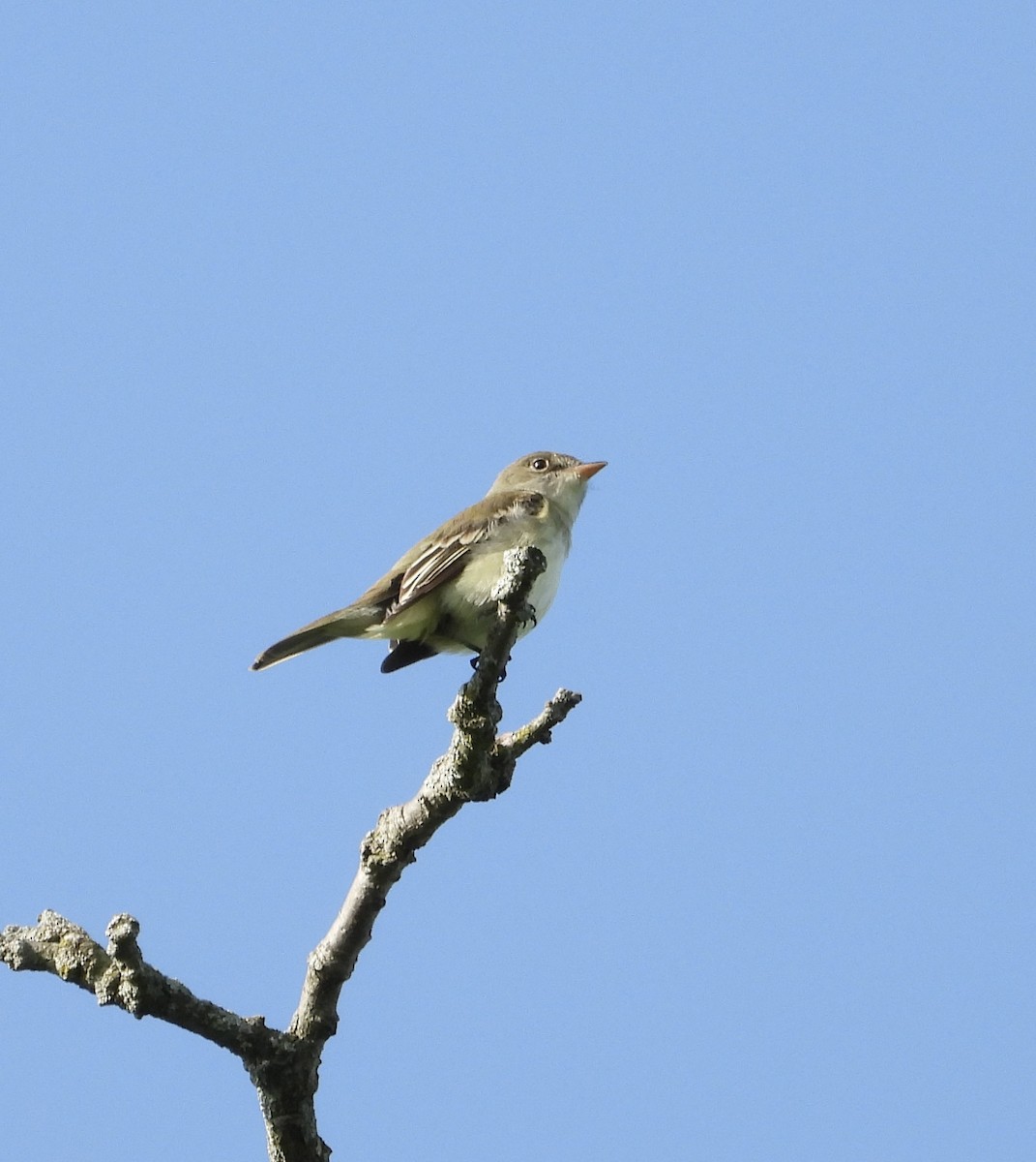 Alder Flycatcher - ML619570055