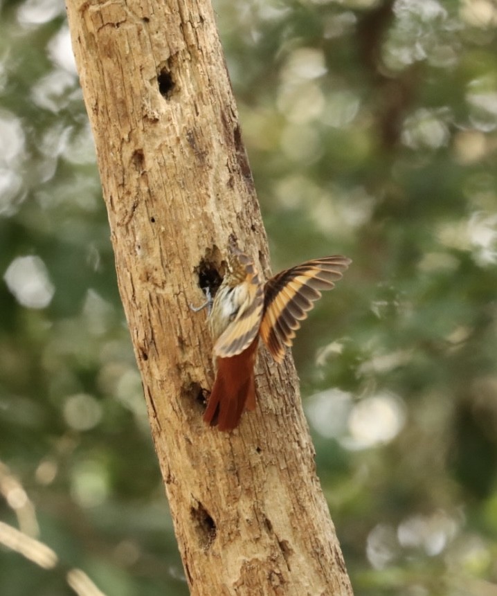 Streaked Xenops - Janaina Souza