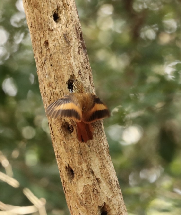 Streaked Xenops - Janaina Souza