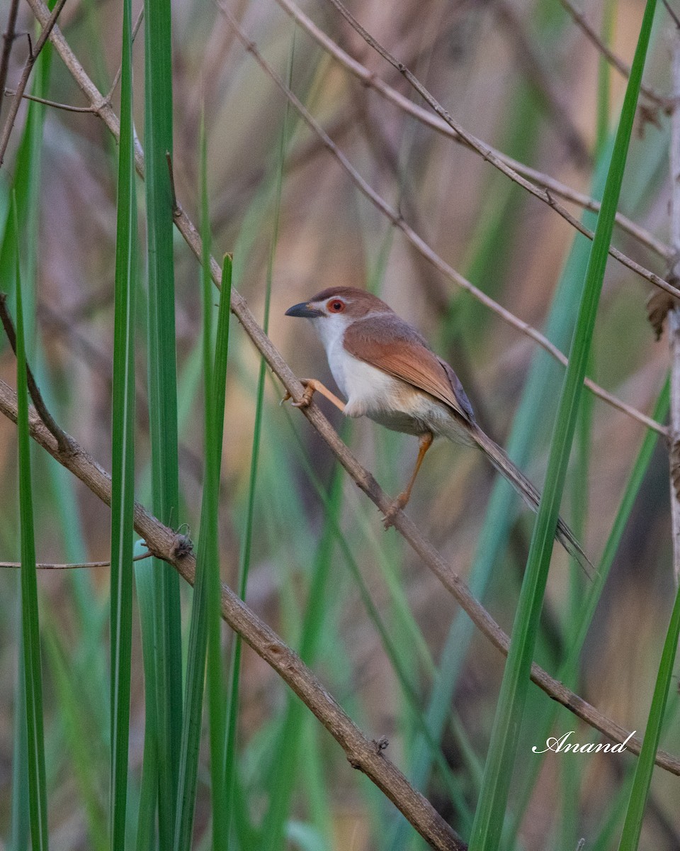 Yellow-eyed Babbler - Anand Singh