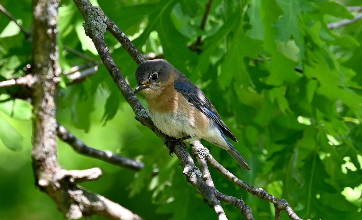 Eastern Bluebird - Tim Saylor