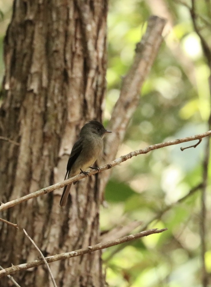 Southern Tropical Pewee - ML619570081