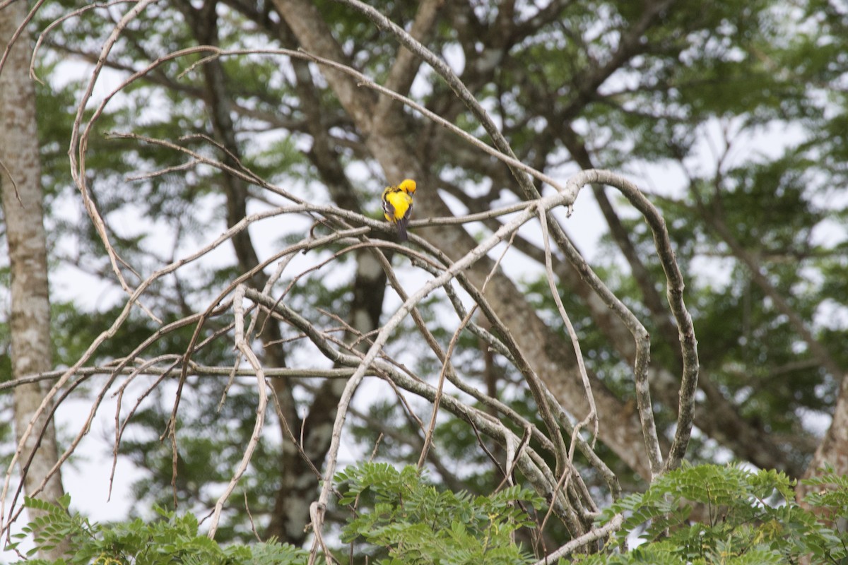 Streak-backed Oriole - allie bluestein