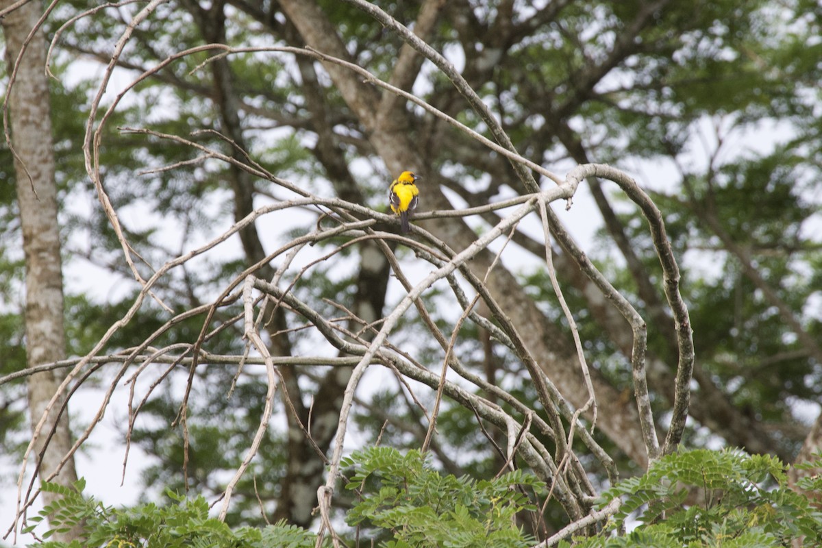 Streak-backed Oriole - allie bluestein