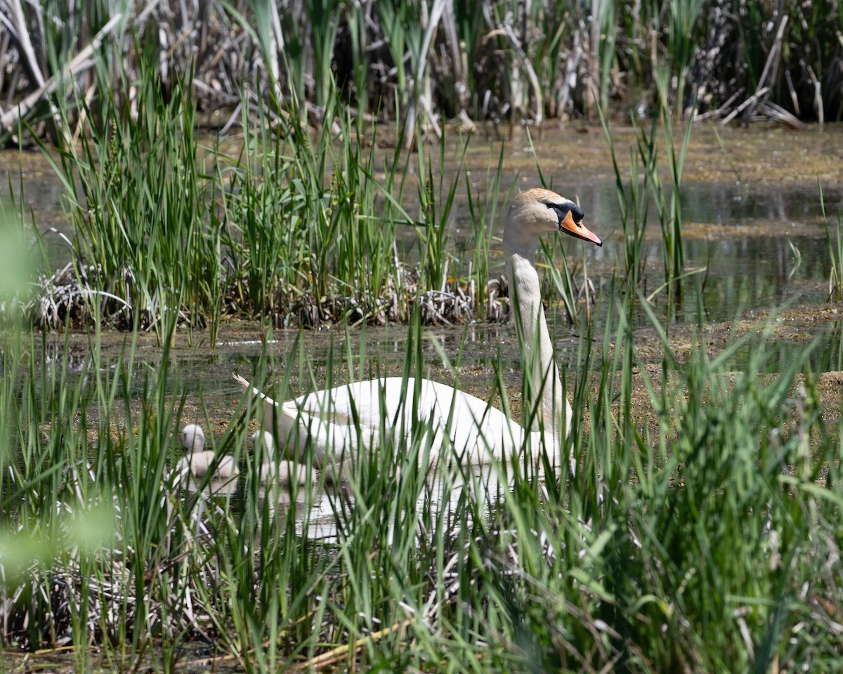 Mute Swan - Anthony Kaduck