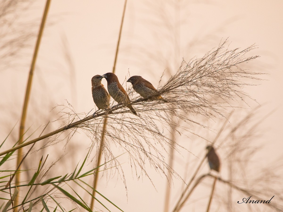 Scaly-breasted Munia - Anand Singh