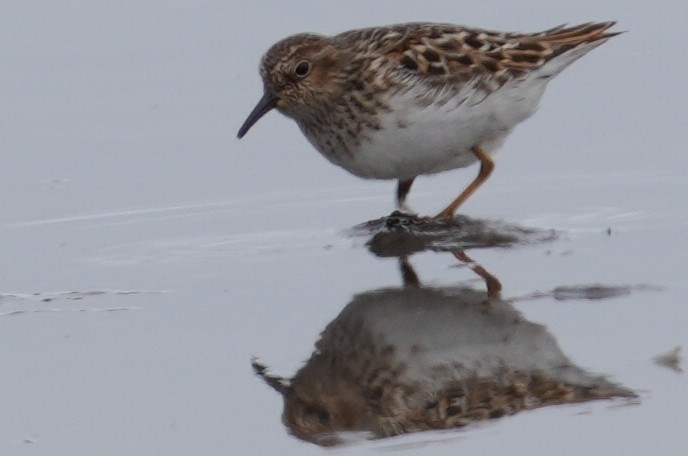 Least Sandpiper - Emily Mackevicius