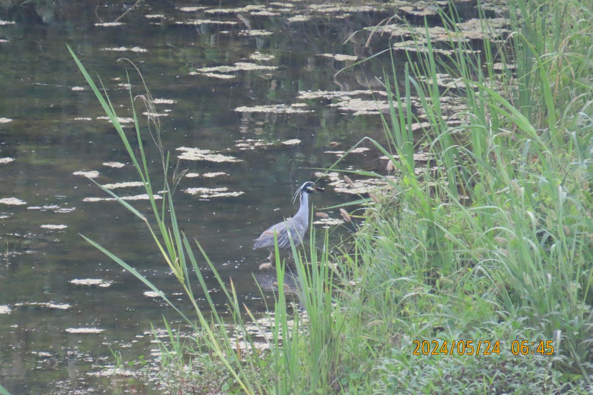 Yellow-crowned Night Heron - Lucy Flanagan