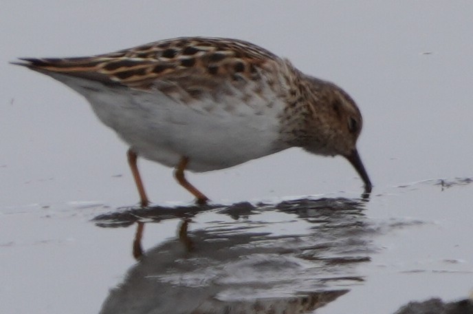 Least Sandpiper - Emily Mackevicius