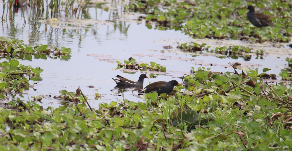 Eurasian Moorhen - Praveen H N