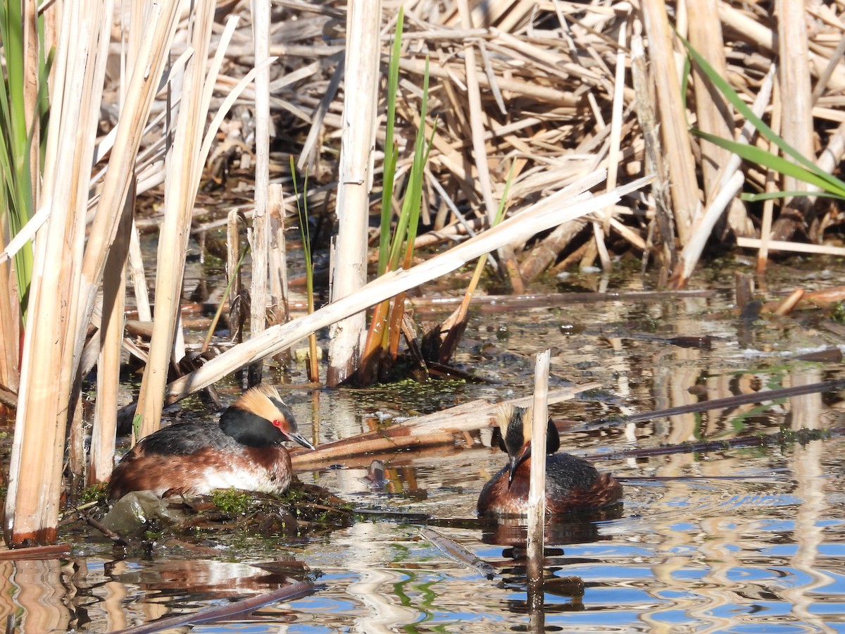 Horned Grebe - Gerard Nachtegaele