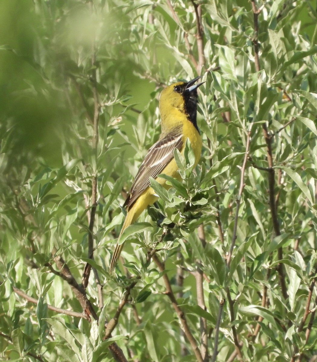 Orchard Oriole - ML619570112