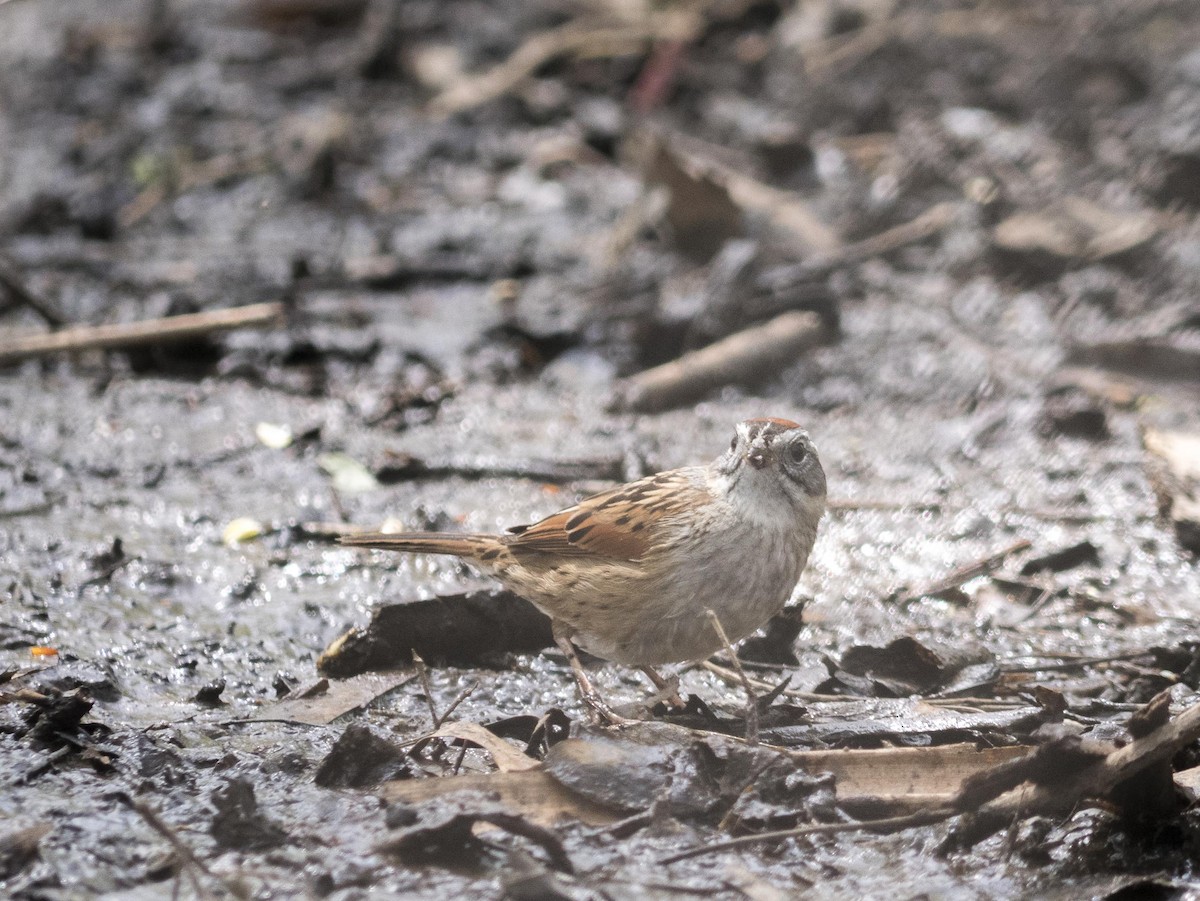 Swamp Sparrow - Livia .