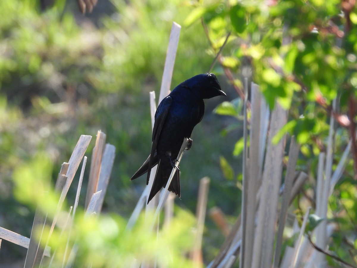 Purple Martin - Gerard Nachtegaele