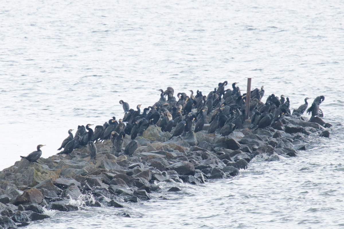 Great Cormorant - Jan Roedolf