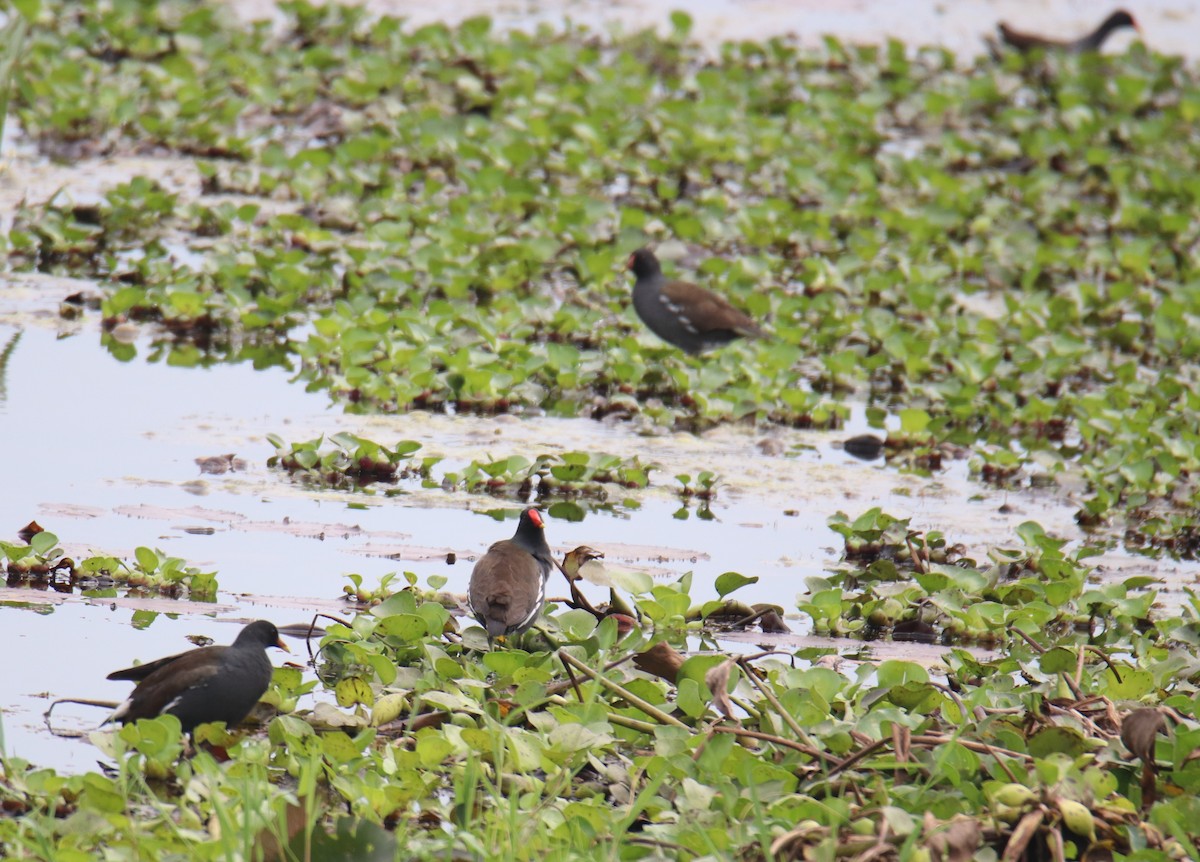 Eurasian Moorhen - Praveen H N