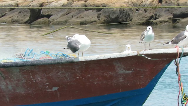 Lesser Black-backed Gull (Heuglin's) - ML619570129