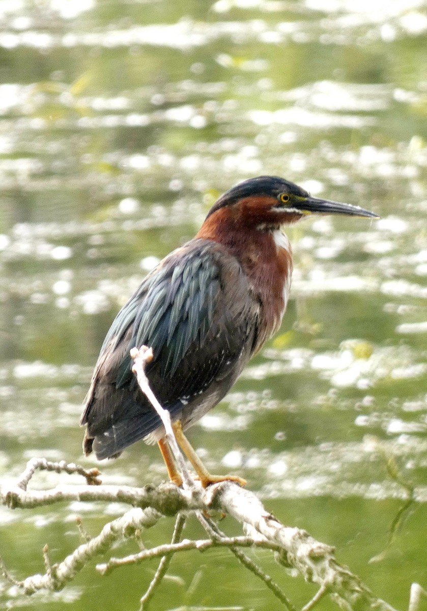 Green Heron - Darrell Hance