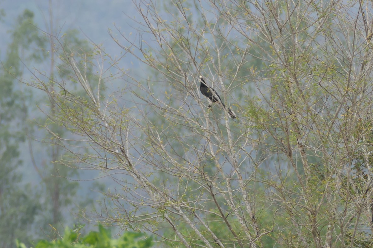 Птах-носоріг малабарський - ML619570135