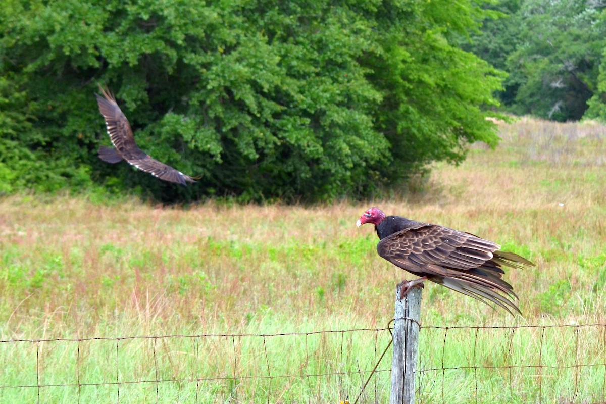 Turkey Vulture - Robert Gene