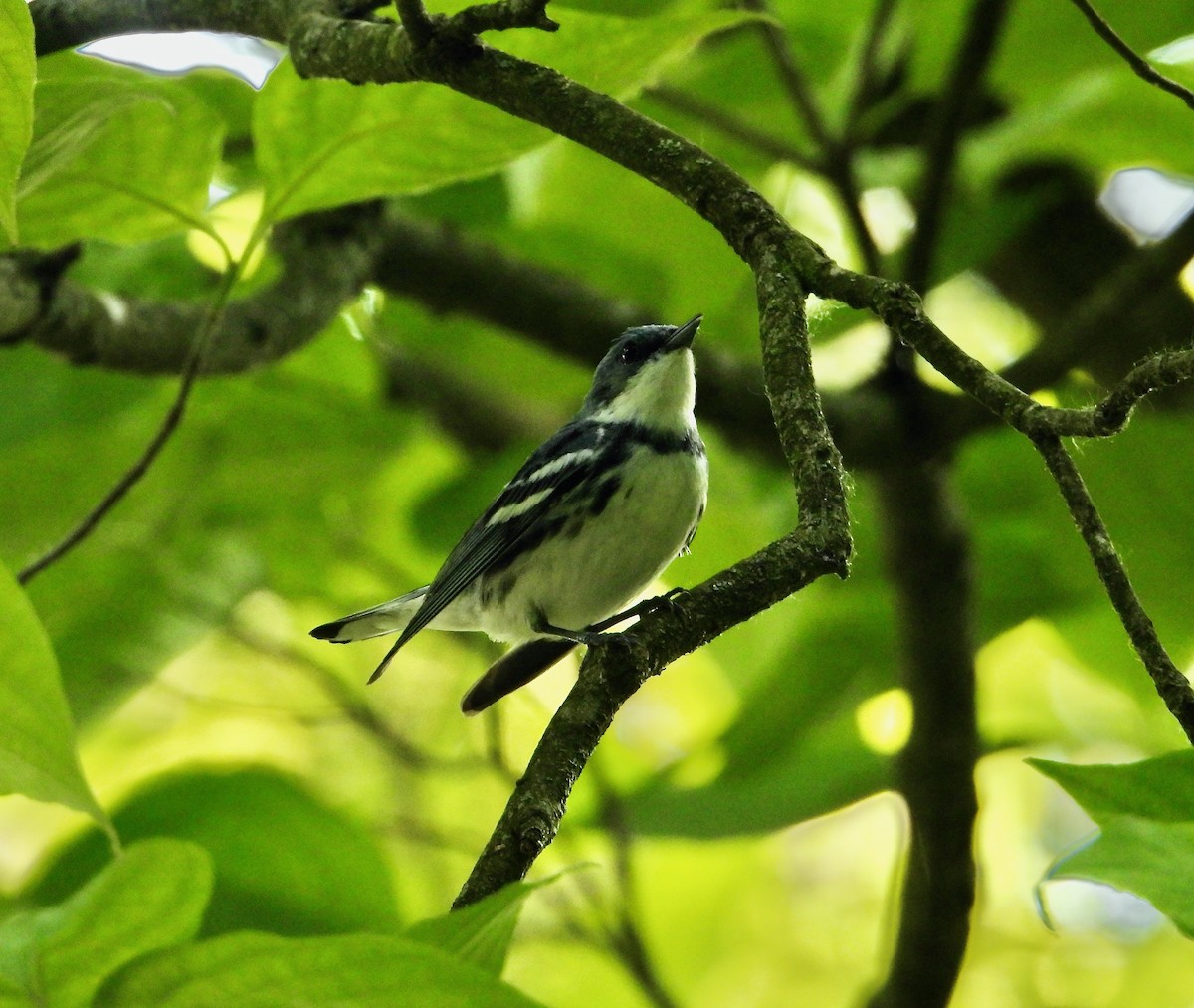 Cerulean Warbler - Kisa Weeman