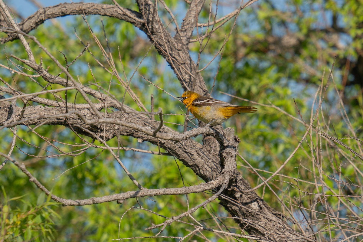 Bullock's Oriole - ML619570138