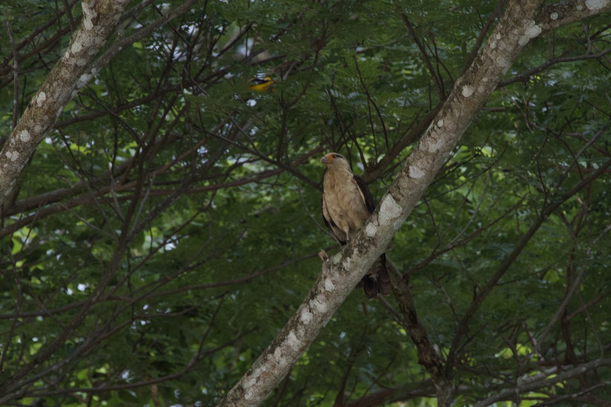 Yellow-headed Caracara - allie bluestein