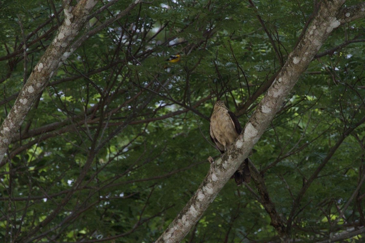 Yellow-headed Caracara - allie bluestein