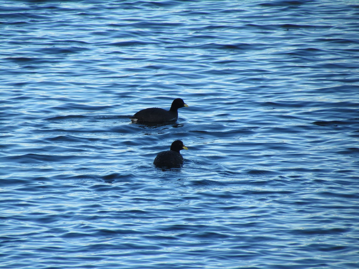 Red-gartered Coot - cynthia arenas