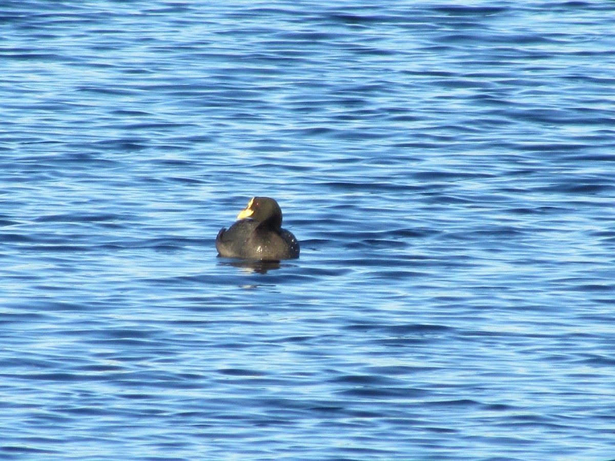 Red-gartered Coot - ML619570178