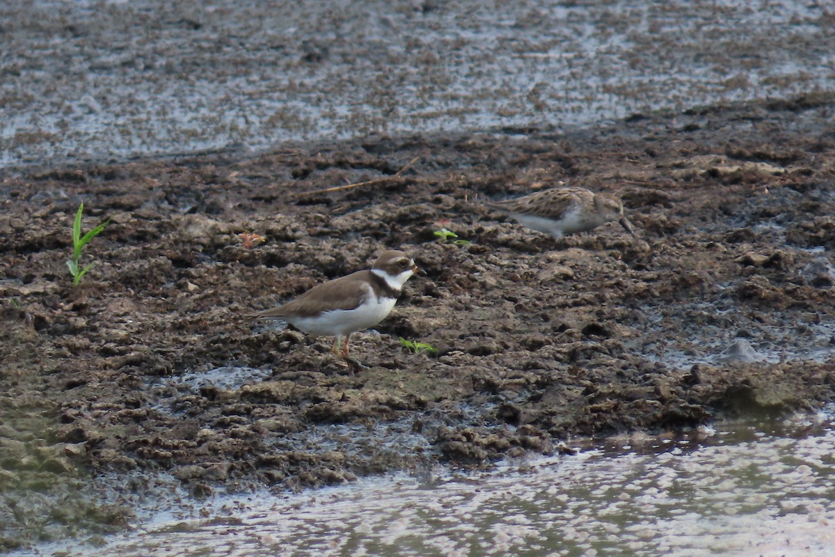 Semipalmated Plover - ML619570179